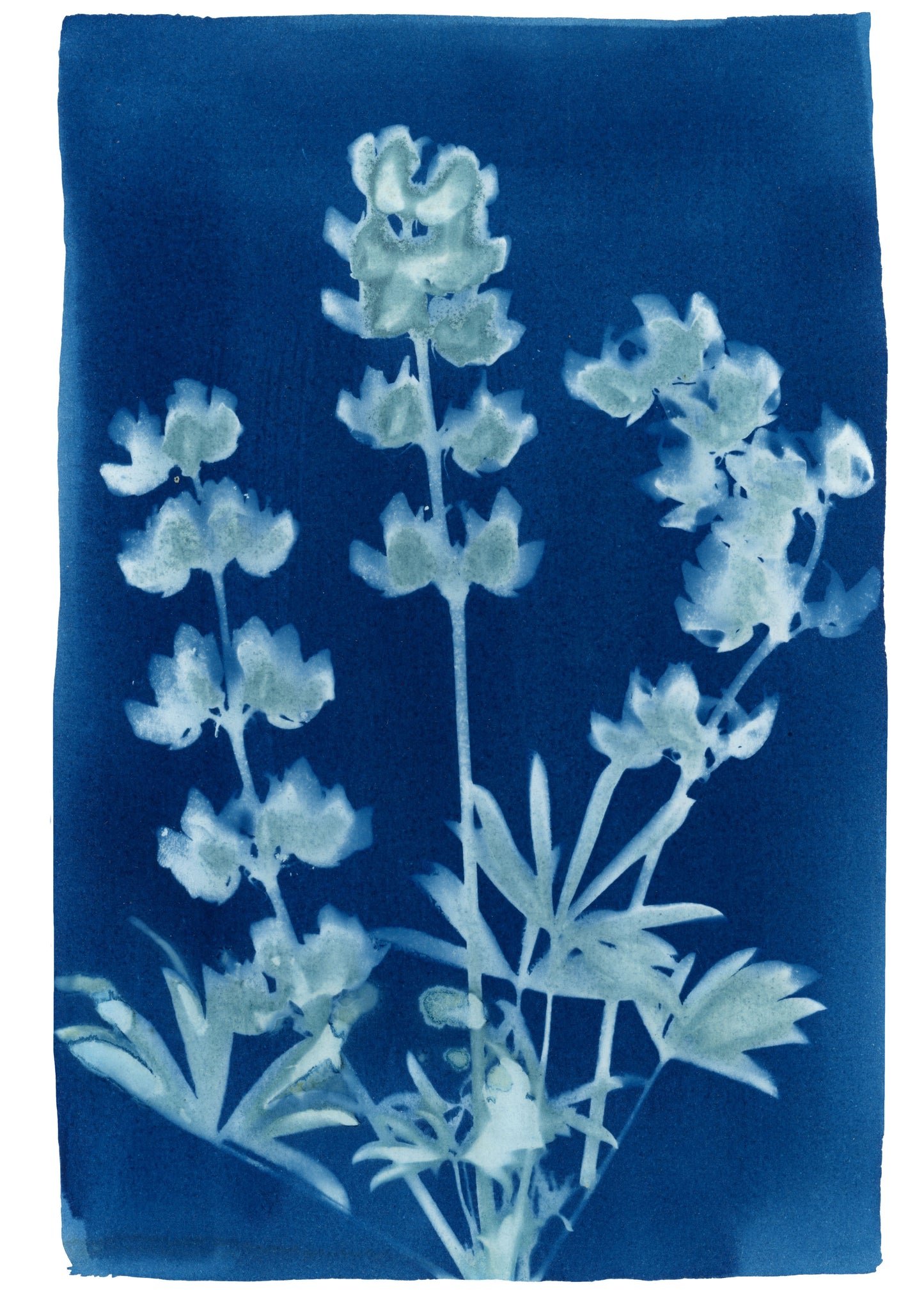 Cyanotype Botanical Art Print - Lupine