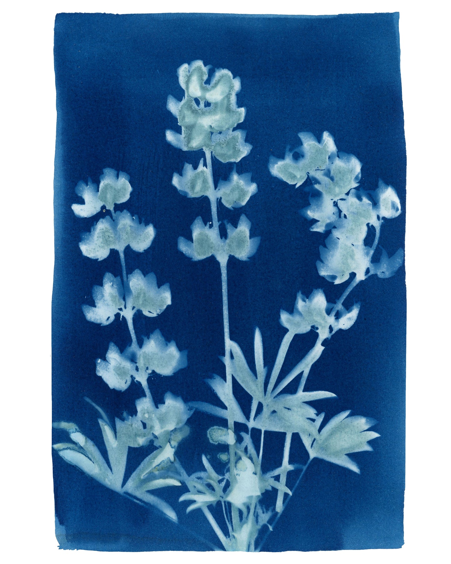 Cyanotype Botanical Art Print - Lupine