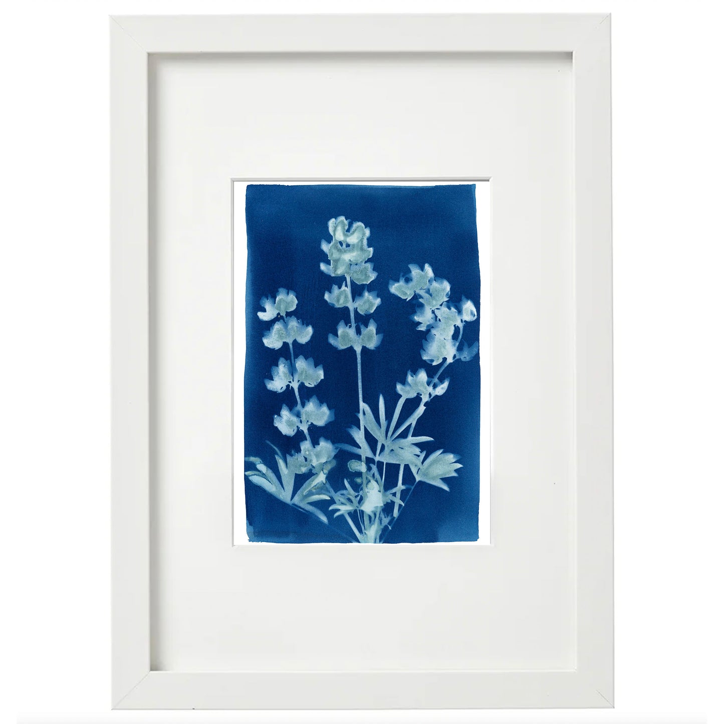 Cyanotype Botanical Art Print - Lupine