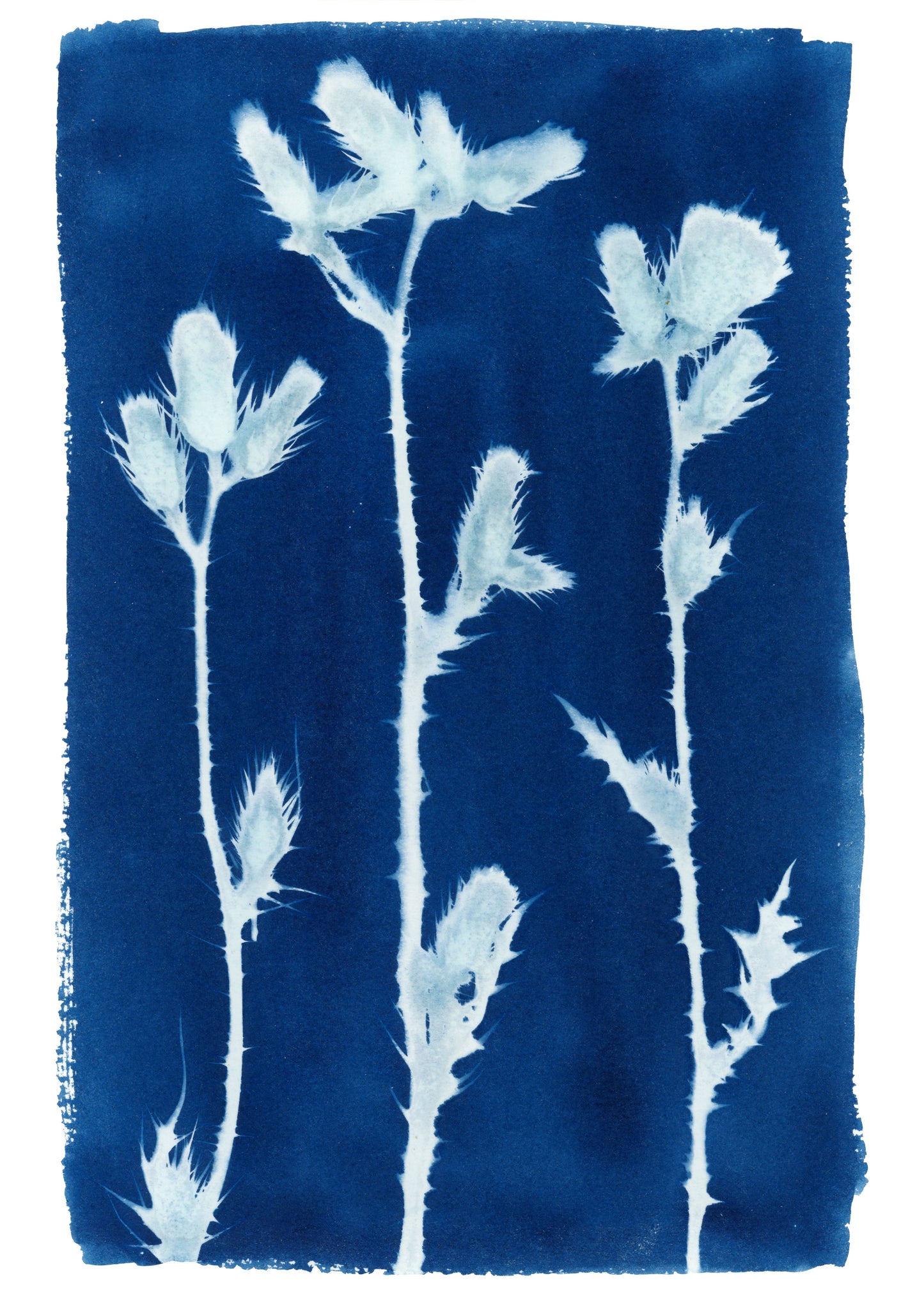 Cyanotype Botanical Art Print - Thistle