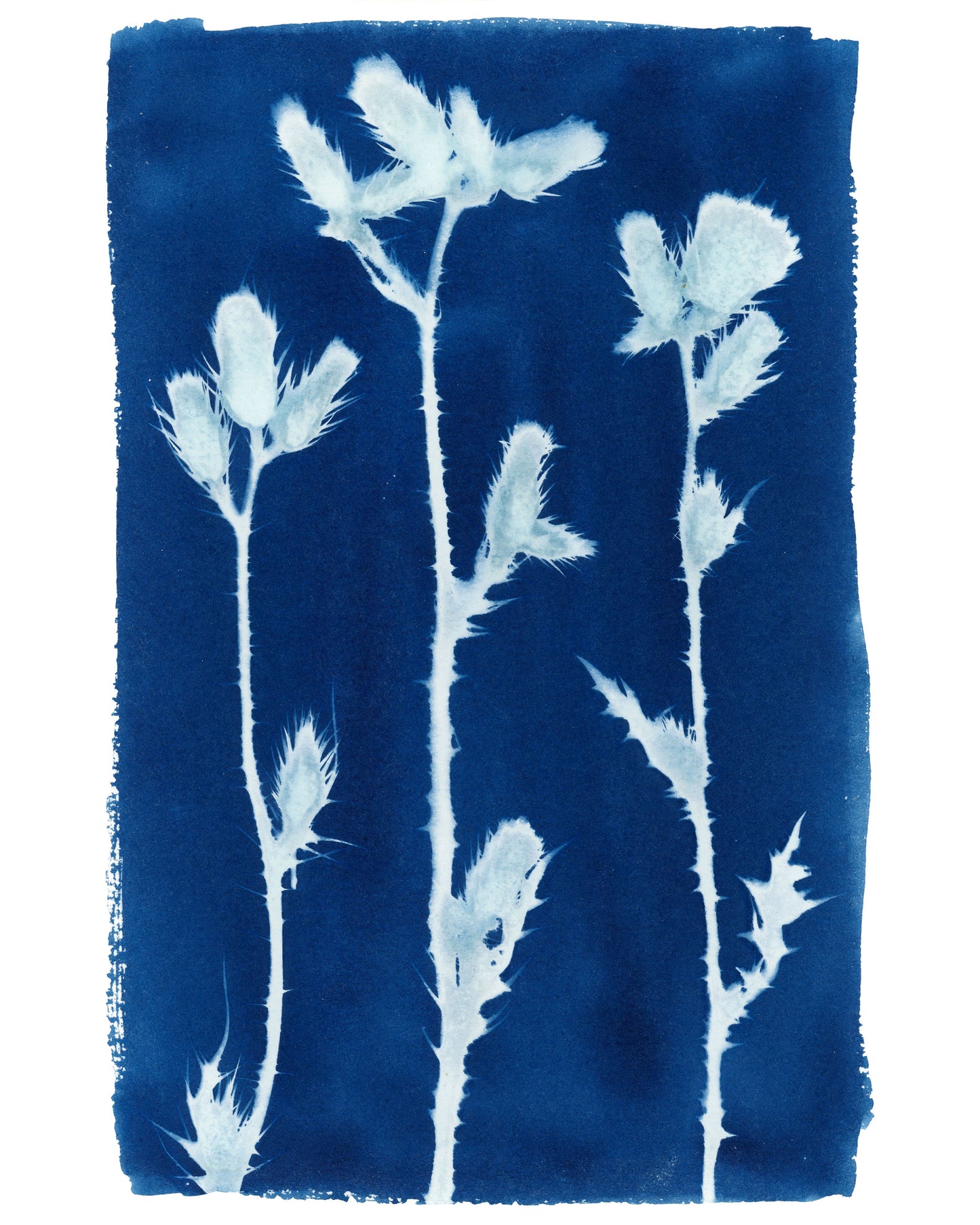 Cyanotype Botanical Art Print - Thistle