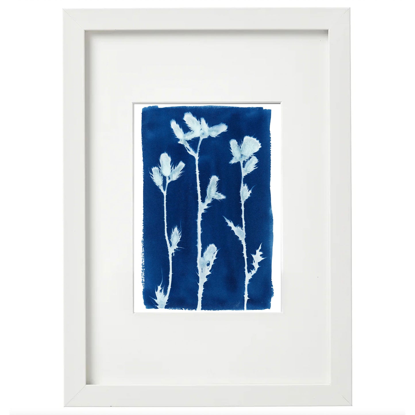 Cyanotype Botanical Art Print - Thistle