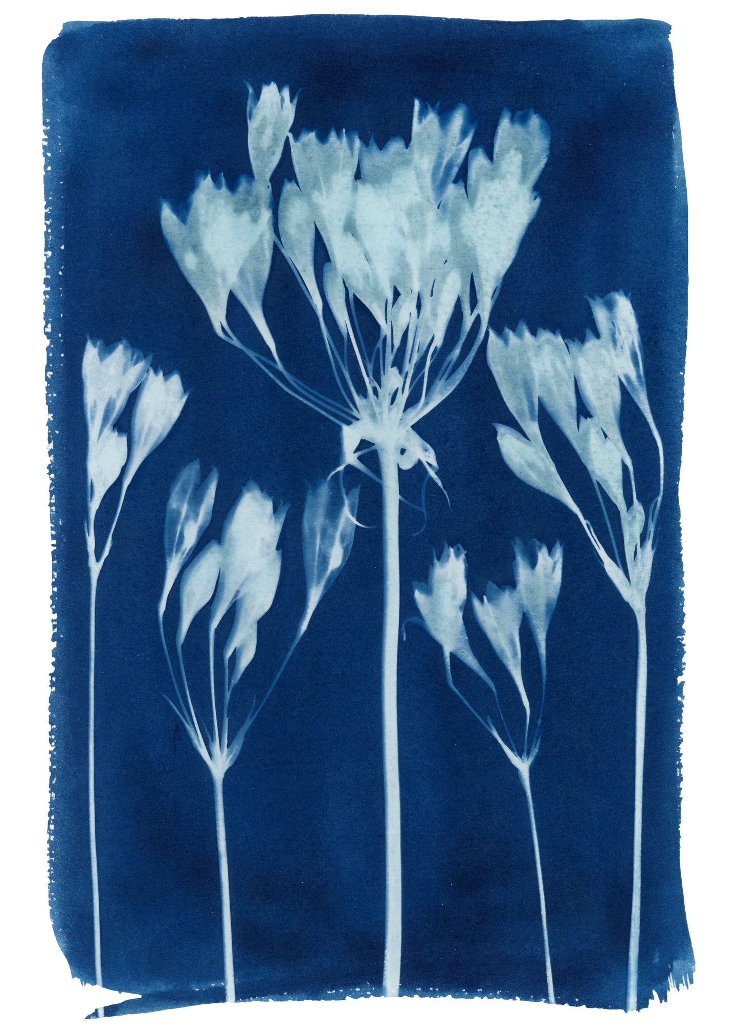 Cyanotype Botanical Art Print - Triplet Lily