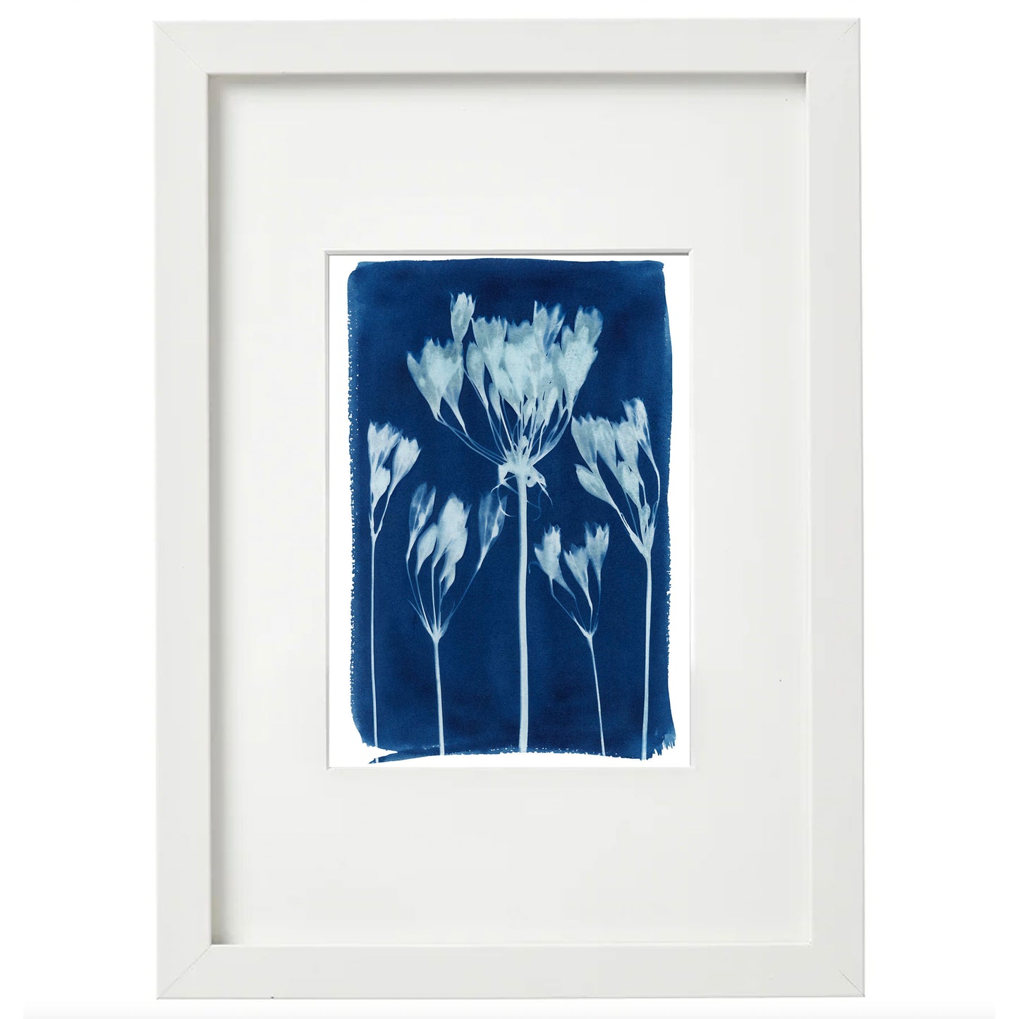 Cyanotype Botanical Art Print - Triplet Lily