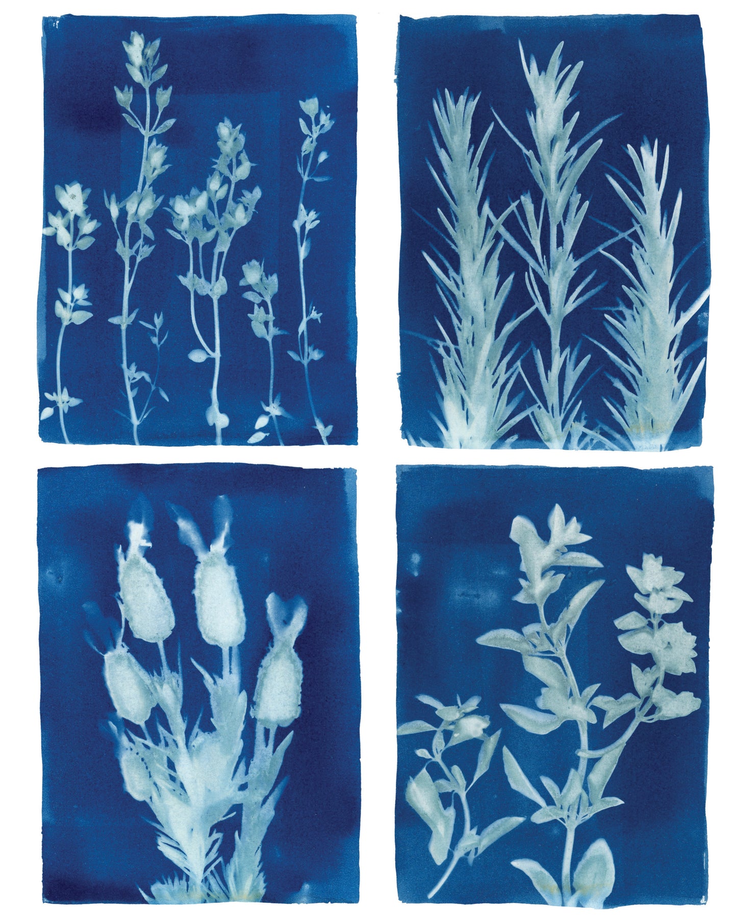 Cyanotype Botanical Art Print - Herb Garden