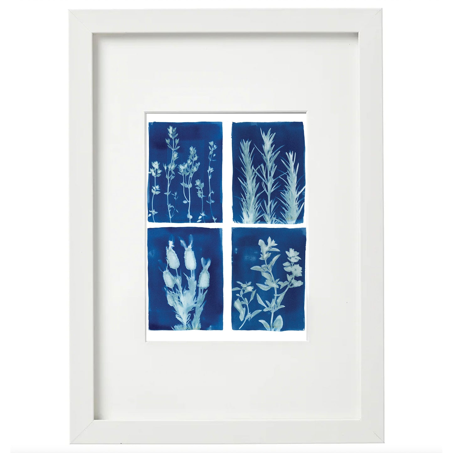 Cyanotype Botanical Art Print - Herb Garden