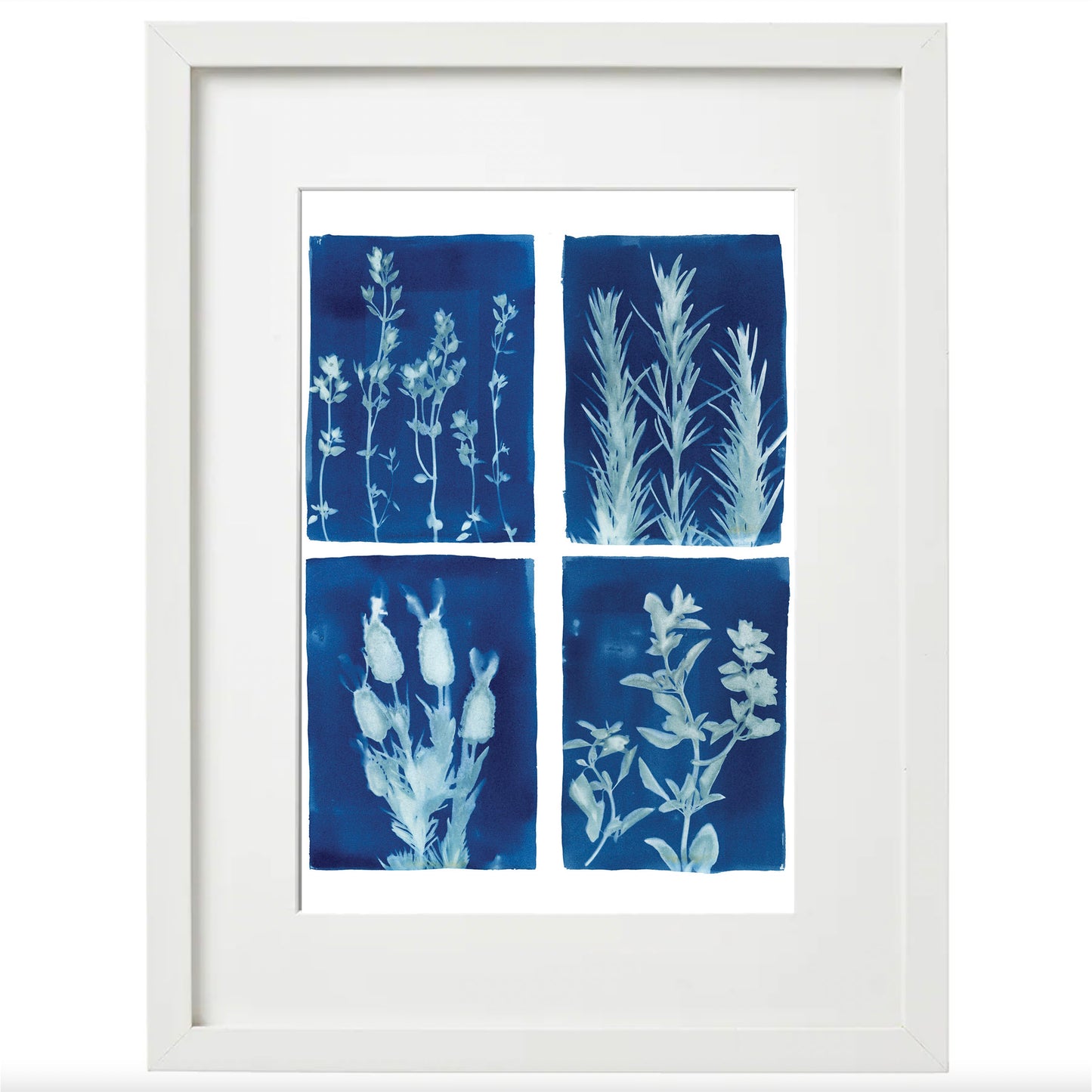 Cyanotype Botanical Art Print - Herb Garden