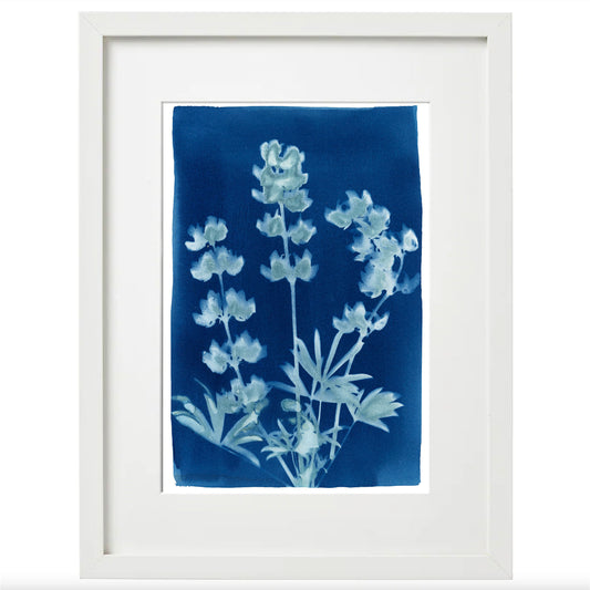 Cyanotype Botanical Art Print - Lupine