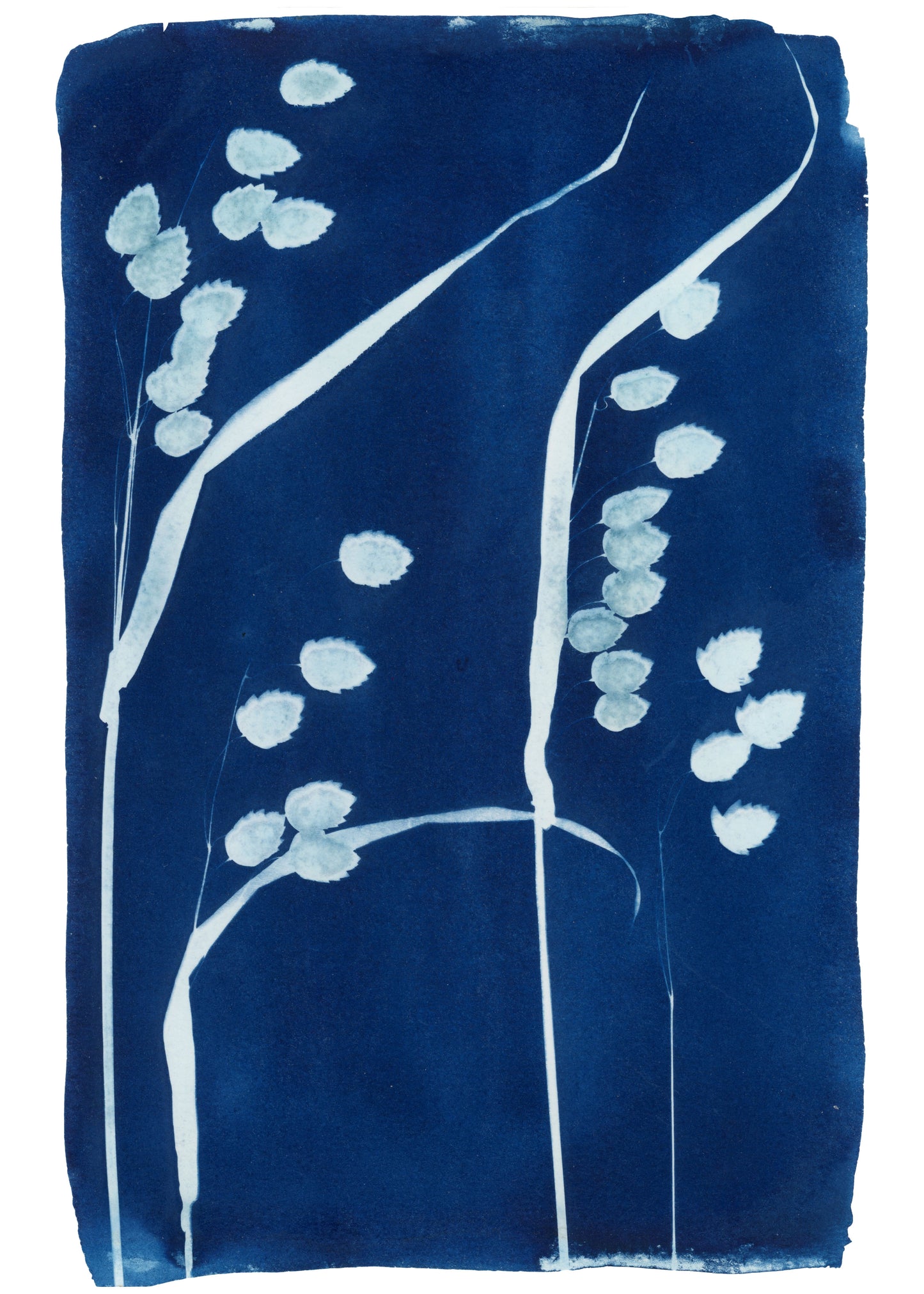 Cyanotype Botanical Art Print - Rattlesnake Grass