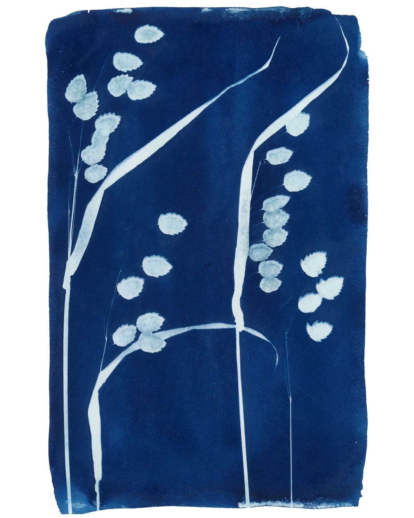 Cyanotype Botanical Art Print - Rattlesnake Grass