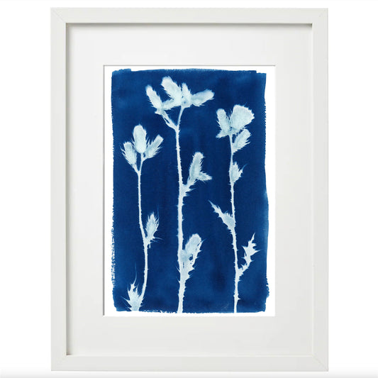 Cyanotype Botanical Art Print - Thistle