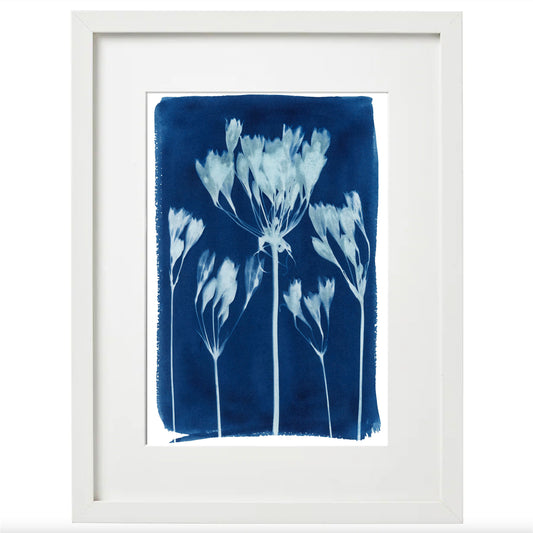 Cyanotype Botanical Art Print - Triplet Lily