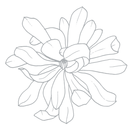 3" Die Cut Vinyl Sticker - Star Magnolia